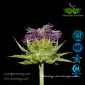 Milk Thistle Seed Silybum marianum Extract Powder Raw Materials Silymarin 80% Pure Natural